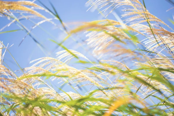 Thoughts in the Breeze